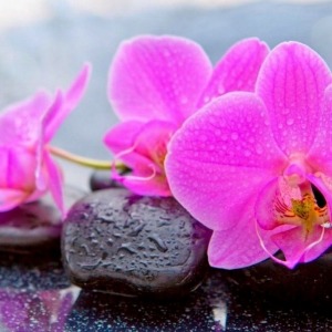 Pink%20orchidee